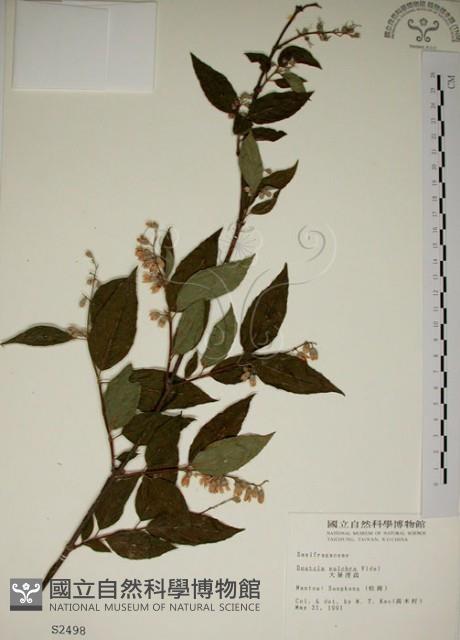 大葉溲疏藏品圖，第1張