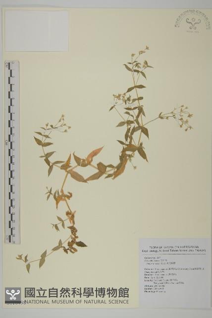 疏花繁縷藏品圖，第1張