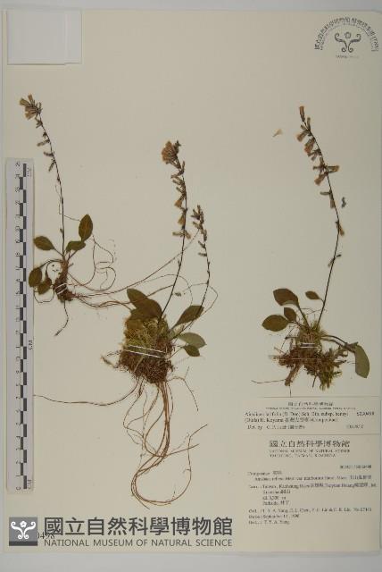 臺灣鬼督郵藏品圖，第1張