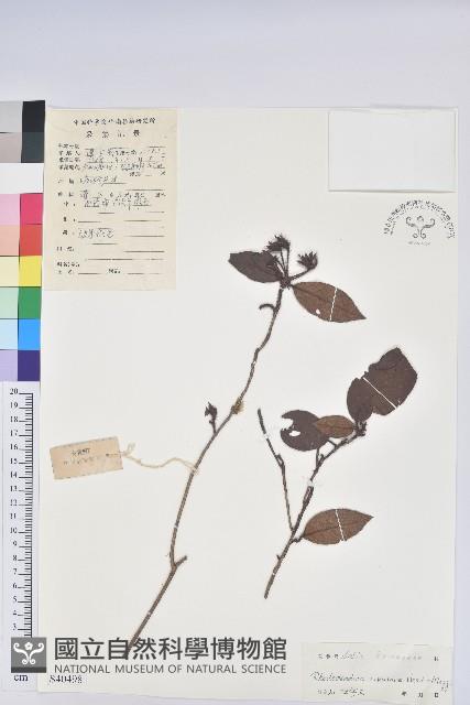 溪畔杜鵑花藏品圖，第1張