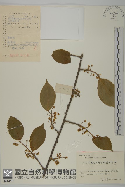 哥蘭葉藏品圖，第1張
