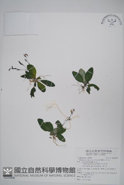 哈哼花藏品圖，第1張