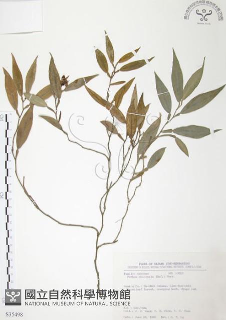 柚葉藤藏品圖，第1張