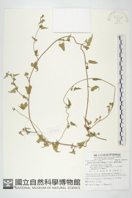 卵葉菜欒藤藏品圖，第1張