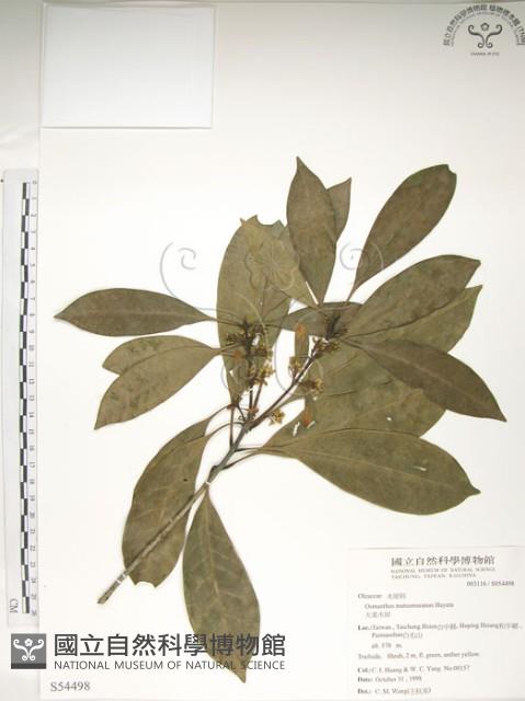 大葉木犀藏品圖，第1張