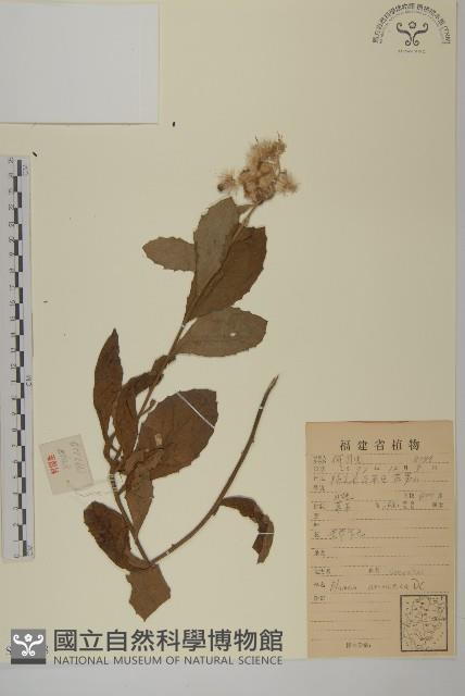 薄葉艾納香藏品圖，第1張