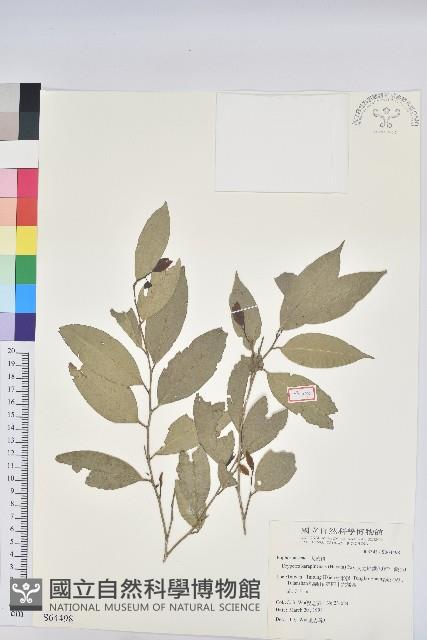 交力坪鐵色藏品圖，第1張