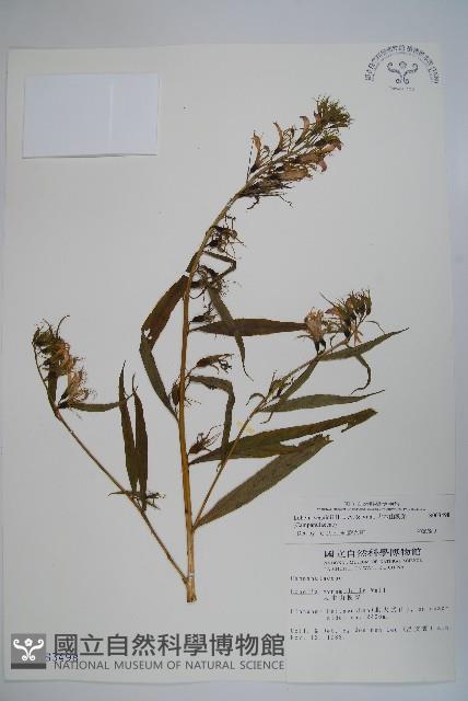 大本山梗菜藏品圖，第1張