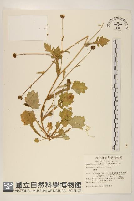 矮菊藏品圖，第1張