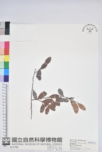 凹葉越橘藏品圖，第1張