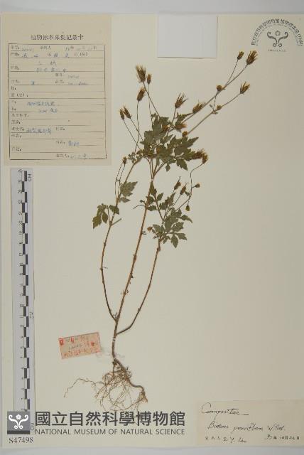 小花鬼針草藏品圖，第1張