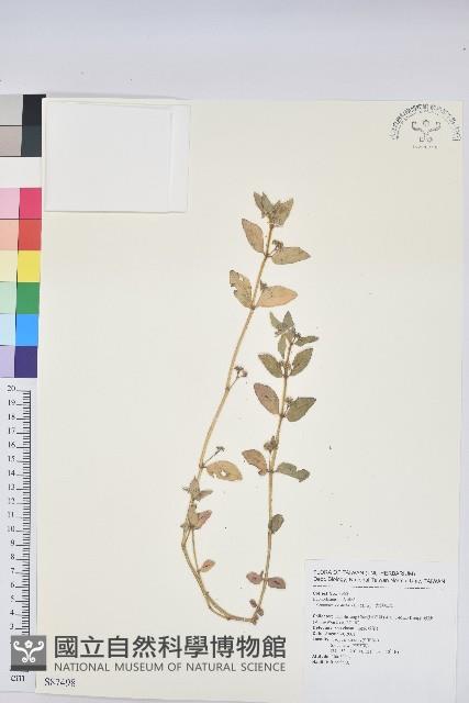 飛揚草藏品圖，第1張