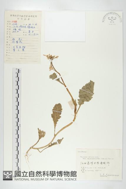 濱萊菔藏品圖，第1張