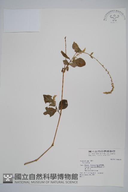 登錄號:S046198藏品圖，第1張