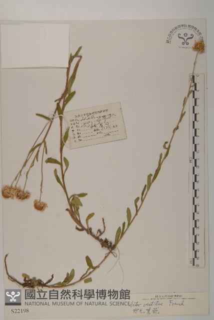 密毛紫菀藏品圖，第1張