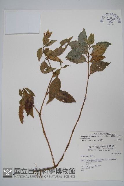 直立半插花藏品圖，第1張