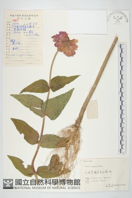 百日菊藏品圖，第1張