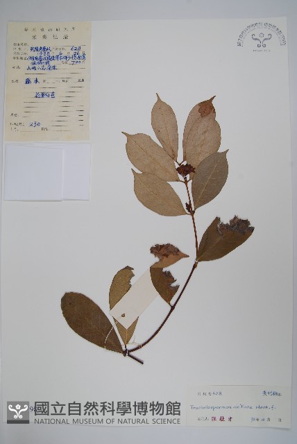 紫花絡石藏品圖，第1張