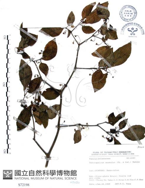 龍珠藏品圖，第1張