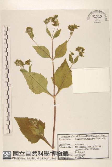 腺梗豨薟藏品圖，第1張