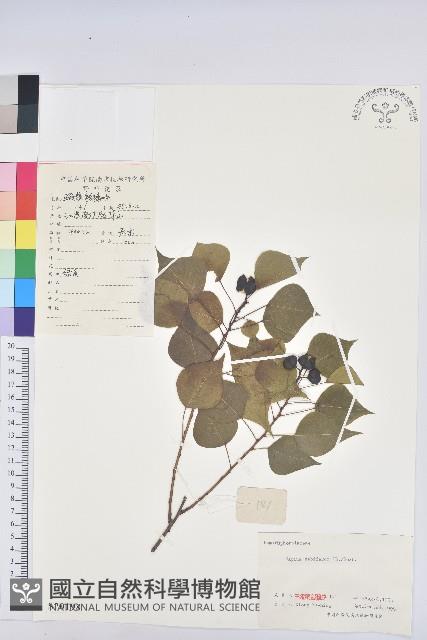 烏臼藏品圖，第1張