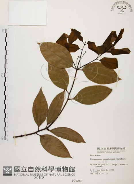 土肉桂藏品圖，第1張