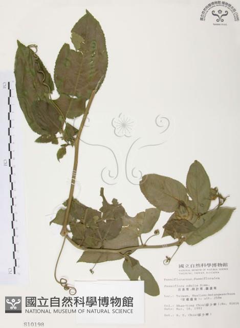 西番蓮、百香果藏品圖，第1張