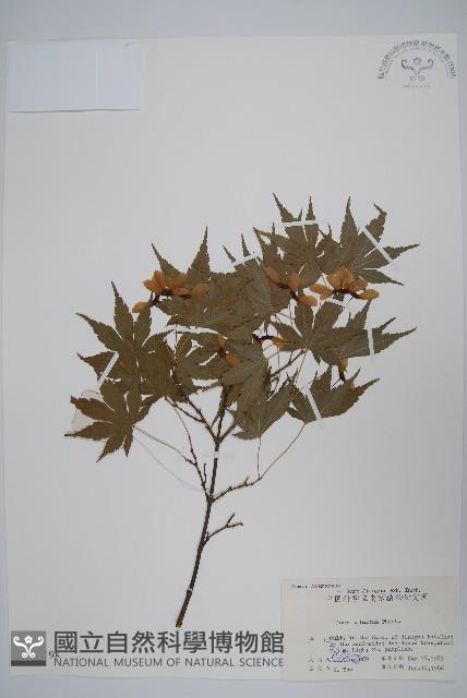 雞爪槭藏品圖，第1張