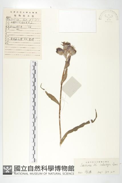 紫苞鳳毛菊藏品圖，第1張