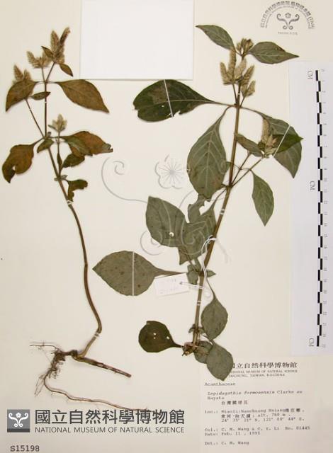 臺灣鱗球花藏品圖，第1張