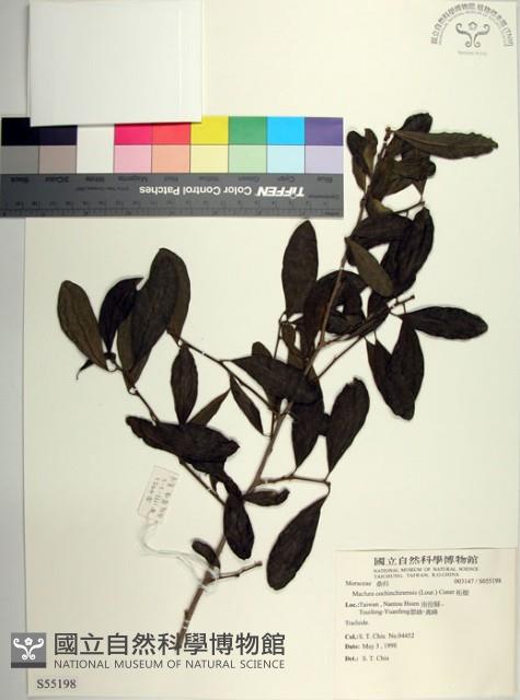 柘樹藏品圖，第1張