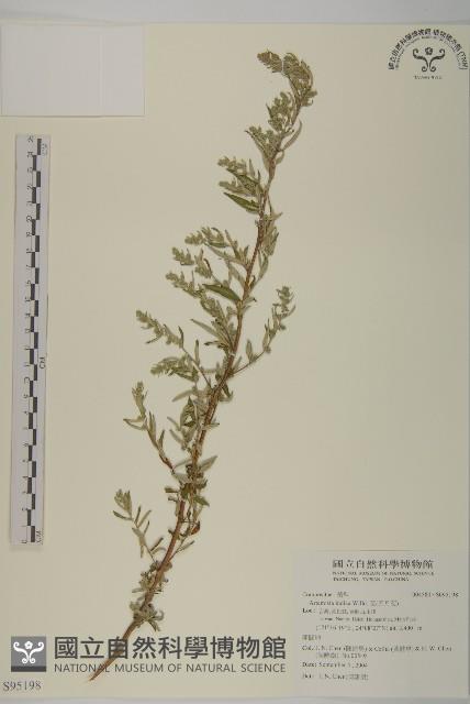南艾蒿藏品圖，第1張