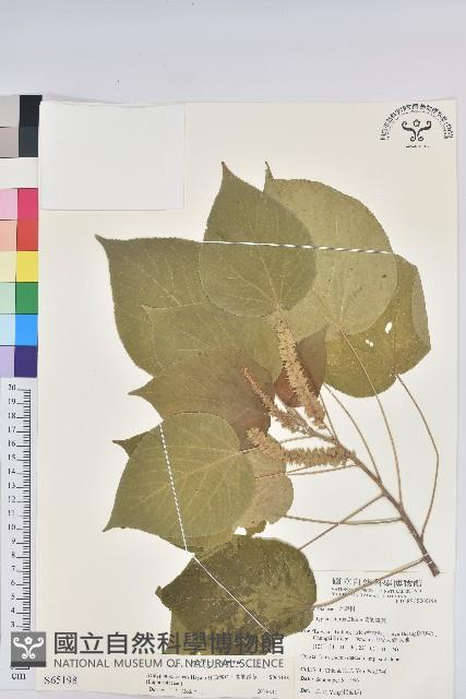 紅頭鐵莧、蘭嶼鐵莧藏品圖，第1張