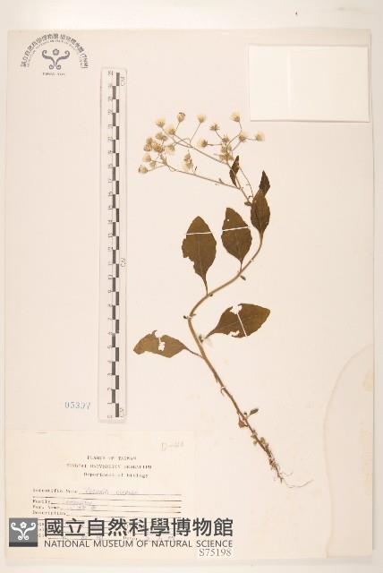 一枝香藏品圖，第1張