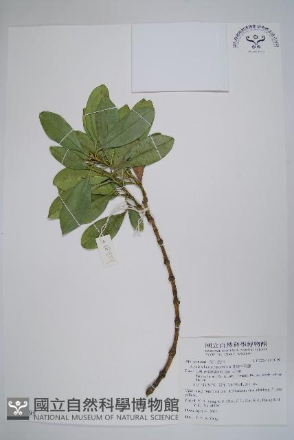 蘭嶼念珠藤藏品圖，第1張