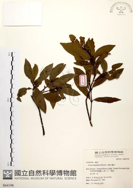 黃肉樹, 小梗木薑子藏品圖，第1張