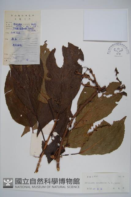 金花獼猴桃藏品圖，第1張