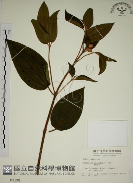 野牡丹藏品圖，第1張