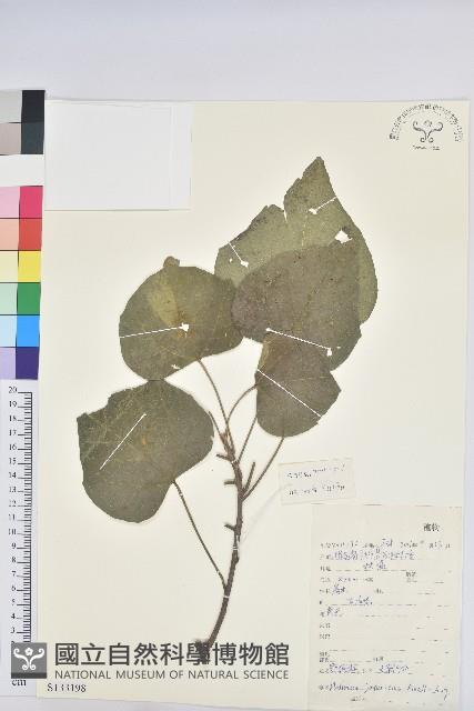 野桐藏品圖，第1張