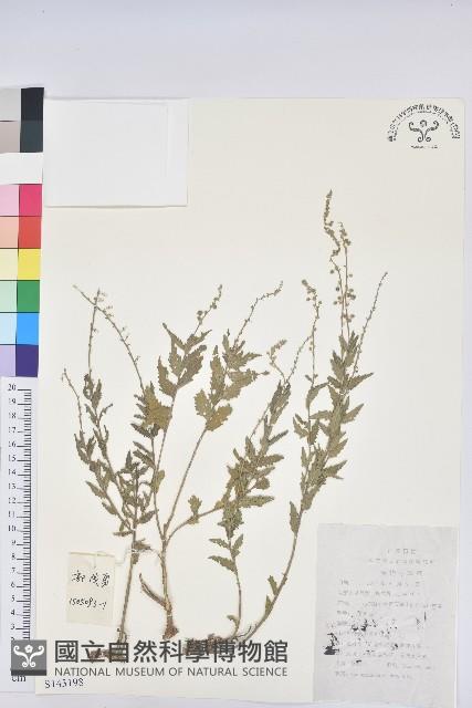 地构葉藏品圖，第1張