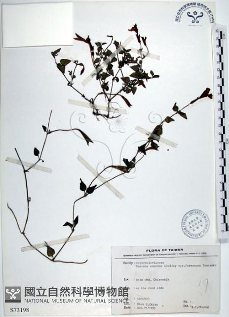 倒地蜈蚣、四角銅鑼藏品圖，第1張