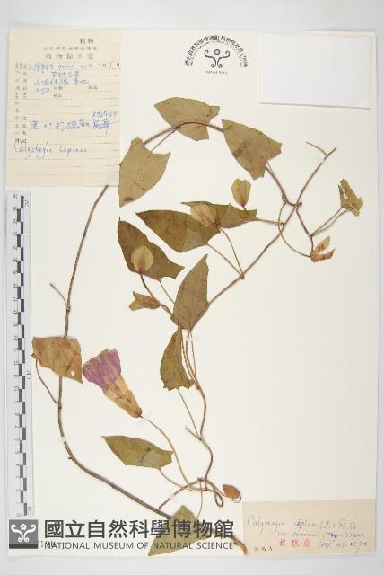 Accession Number:S027198 Collection Image, Figure 1, Total 3 Figures