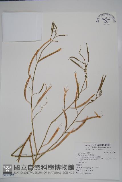 向天黃藏品圖，第1張