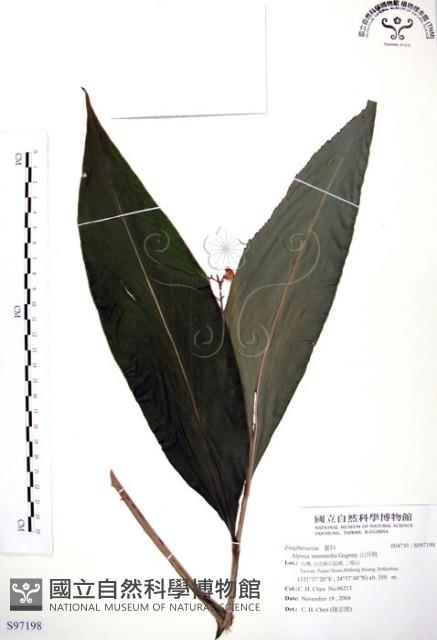 山月桃藏品圖，第1張