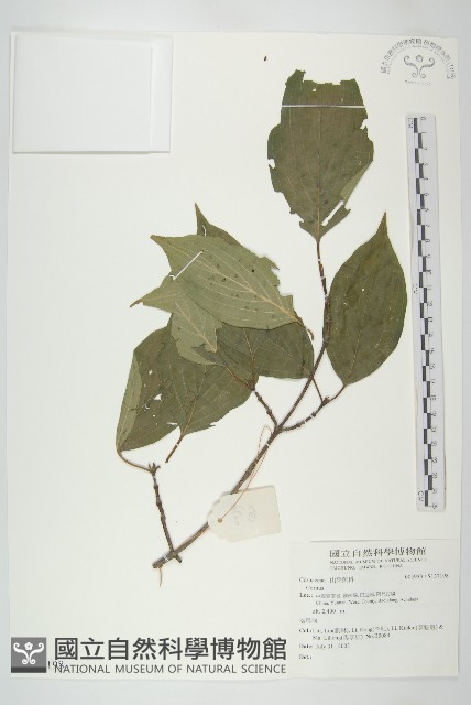 登錄號:S137198藏品圖，第1張