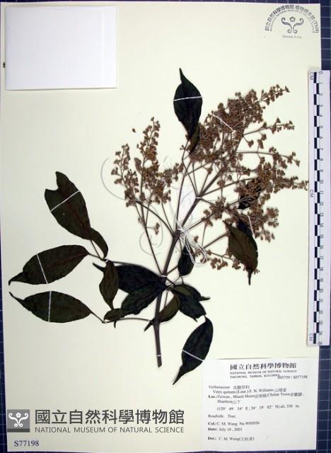 山埔姜藏品圖，第1張