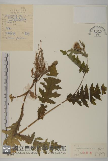 煙管草藏品圖，第1張