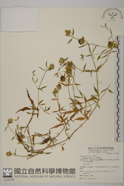 狗筋蔓藏品圖，第1張