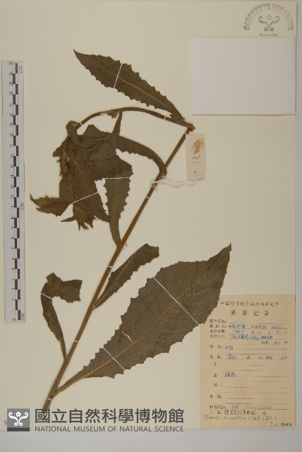 薄葉艾納香藏品圖，第1張