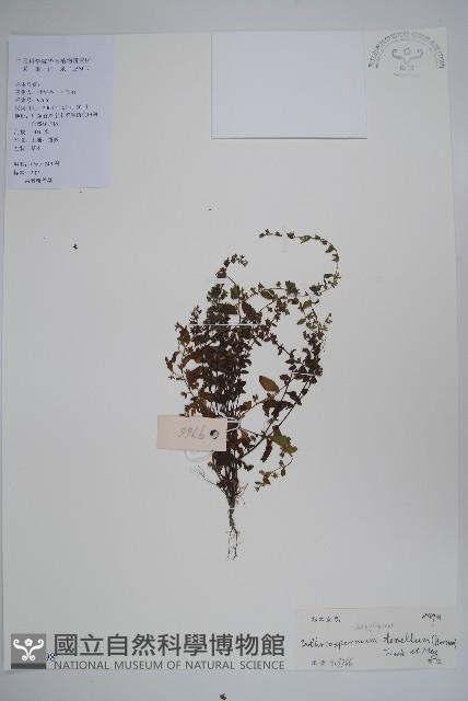 細纍子草藏品圖，第1張